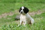 SETTER ANGLAIS 275